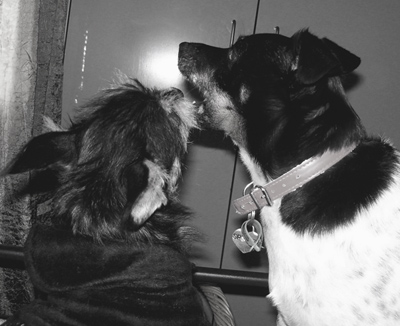 face biting is the best fun